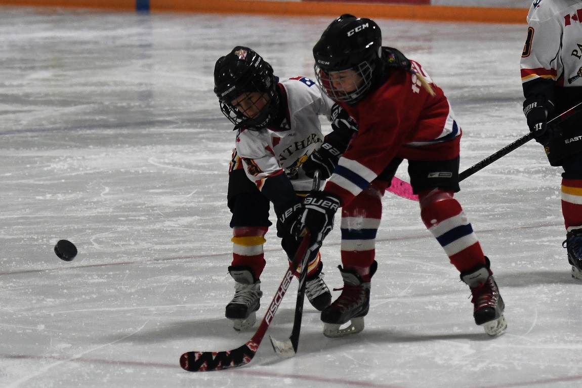 Panthers on the Prowl Novice